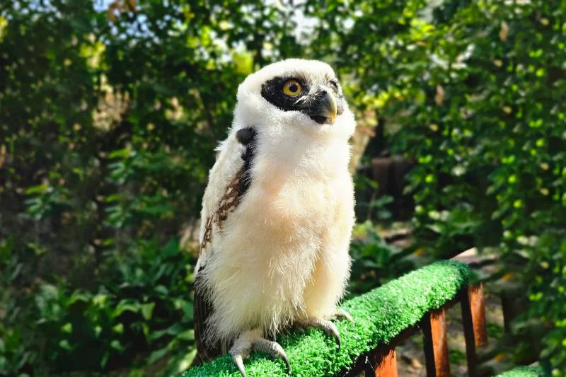Mangal das Garças ganha filhote de coruja Murucututu